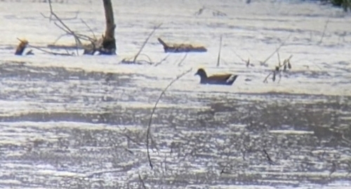 iNaturalist observation photo of Common Gallinule