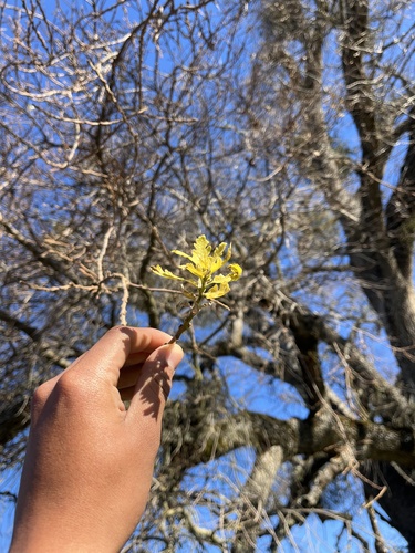 iNaturalist observation photo of valley oak