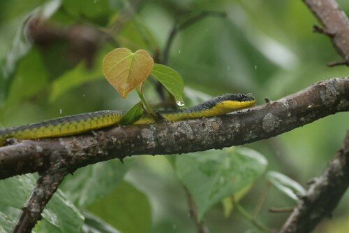 Common Tree Snake sighting