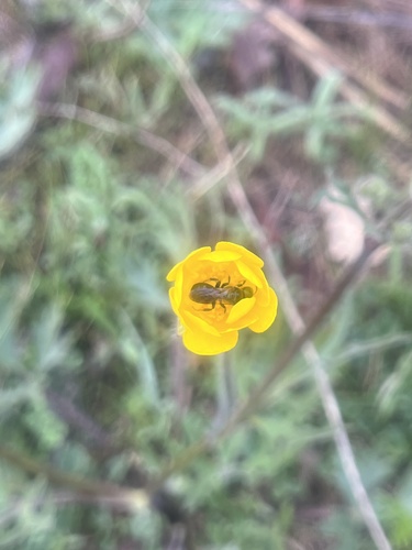 iNaturalist observation photo of Bees