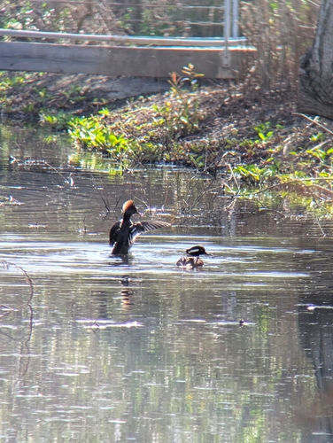 iNaturalist observation photo of Hooded Merganser