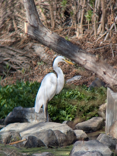iNaturalist observation photo of Great Egret
