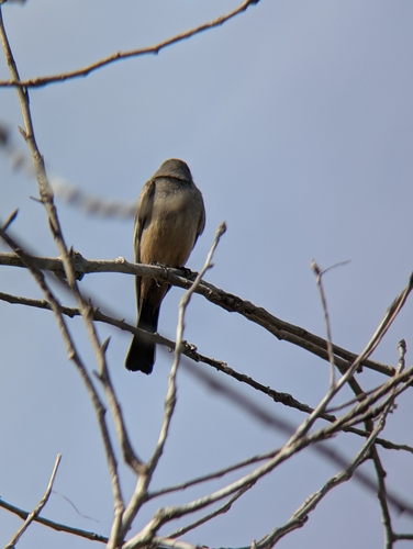 iNaturalist observation photo of Say's Phoebe
