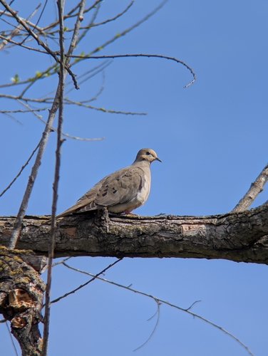 iNaturalist observation photo of Mourning Dove