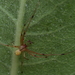 Eastern Long-legged Cobweaver - Photo (c) bbolduan, all rights reserved, uploaded by bbolduan