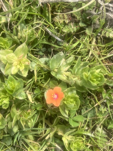 iNaturalist observation photo of scarlet pimpernel