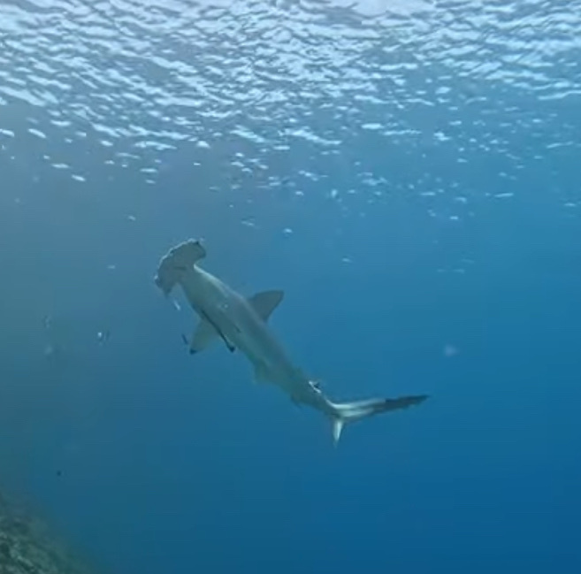 Scalloped hammerhead