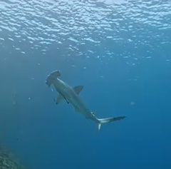Scalloped hammerhead