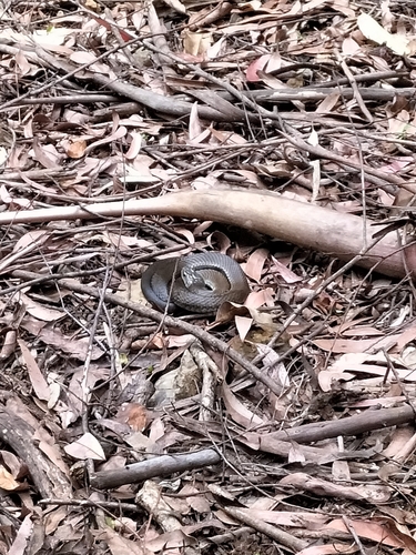 Tiger Snake sighting