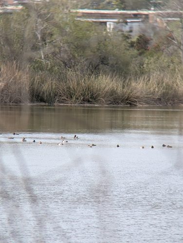 iNaturalist observation photo of Redhead