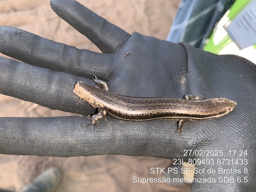 South American Spotted Skink