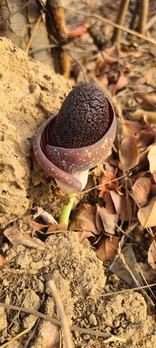 Amorphophallus aphyllus