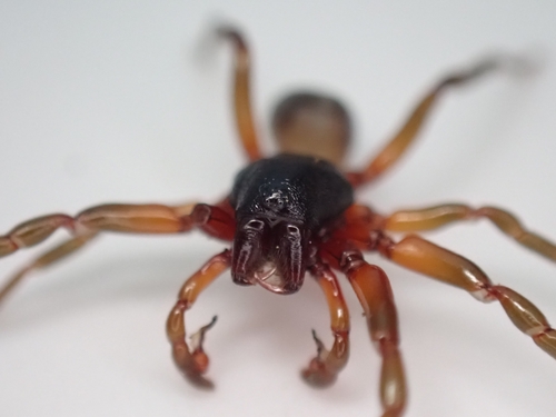 Dysdera fuscipes