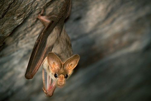 Ghost Bat (Macroderma gigas) — Near Threatened Mammalia