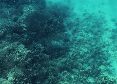 Napoleon Wrasse