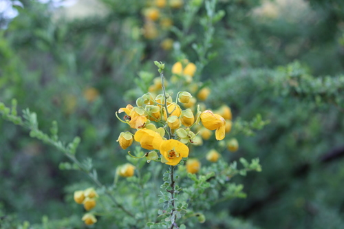 Variedad Senna wislizeni wislizeni · iNaturalist Mexico