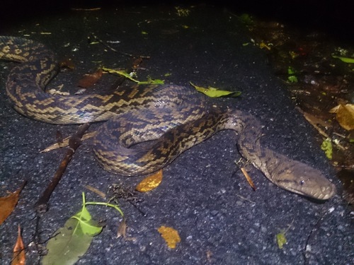 Australian Scrub Python sighting