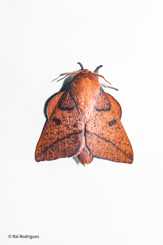 Adeloneivaia minuta