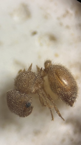 Meranoplus spininodisMeranoplus spininodis
