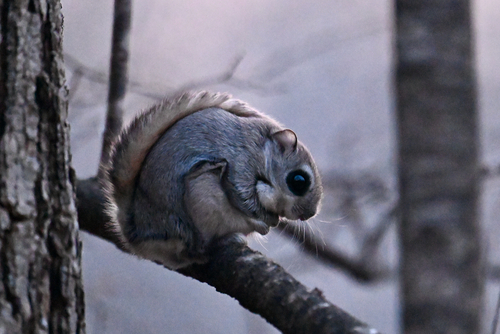 Siberian Flying Squirrel