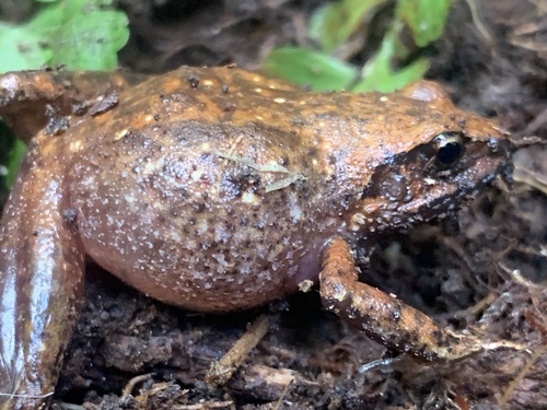 Rugegewald Screeching Frog