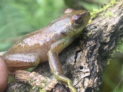 Highland Reed Frog