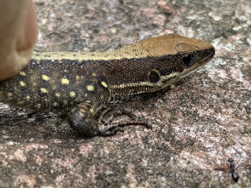 Sparse-scaled Forest Lizard