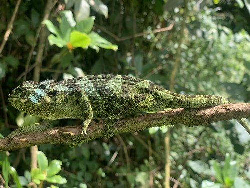 Johnston's Chameleon