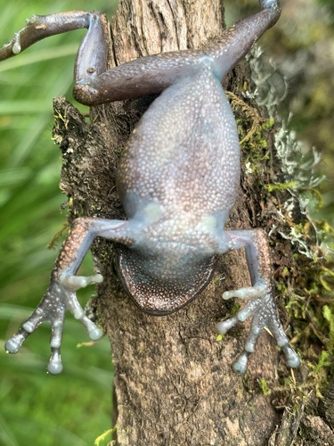 Karissimbi Forest Tree Frog