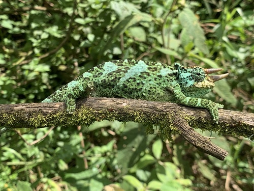 Johnston's Chameleon