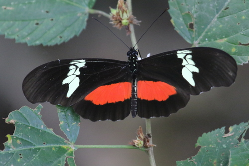 Mexican Longwing