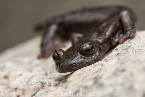 Mount Lyell Salamander
