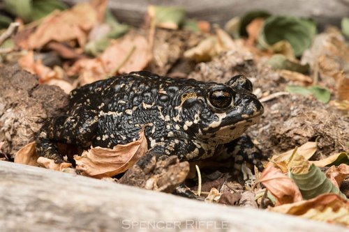 Black Toad
