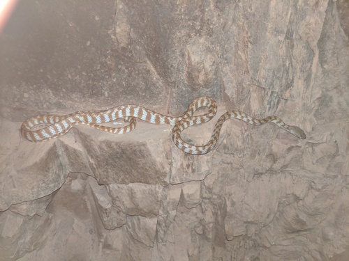 Brown Tree Snake sighting