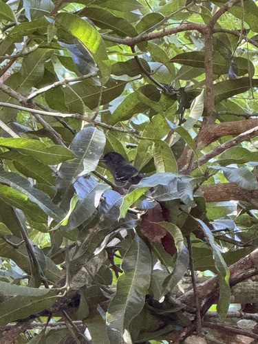 Variable Antshrike