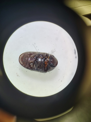 Tricorynus