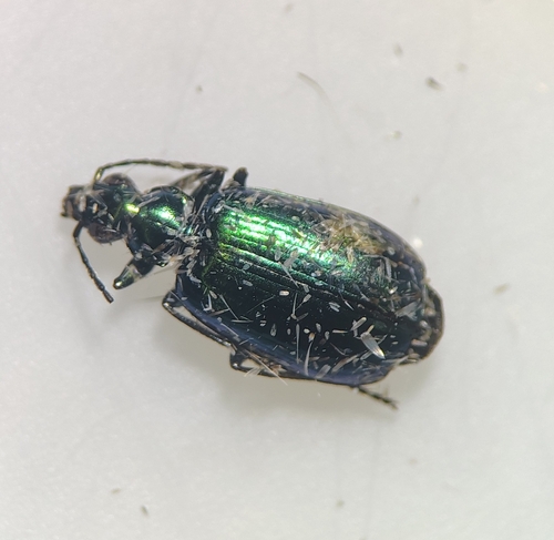 Flower Lebia Beetle
