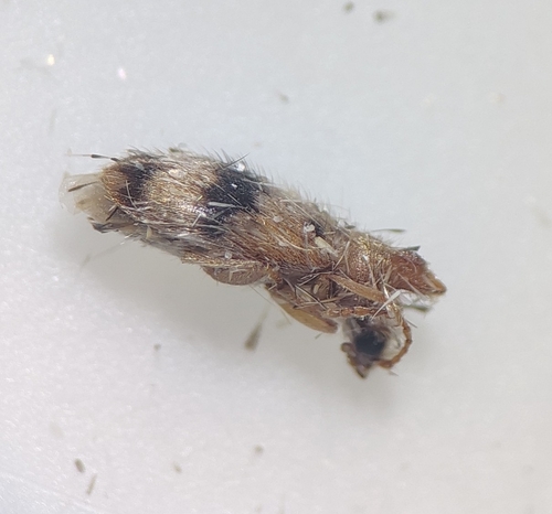 Notoxus calcaratus