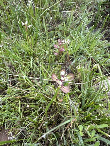 iNaturalist observation photo of Shining Pepperweed