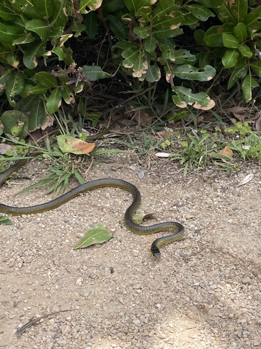 Common Tree Snake sighting