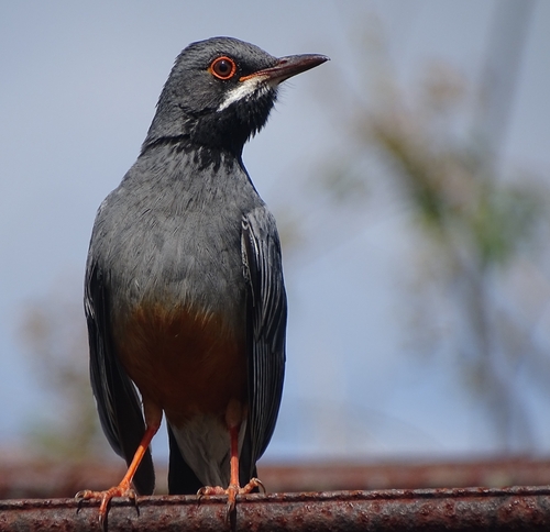 Western Red-legged Thrush