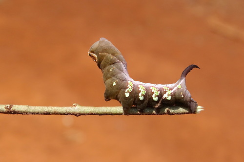 Cuban Sphinx