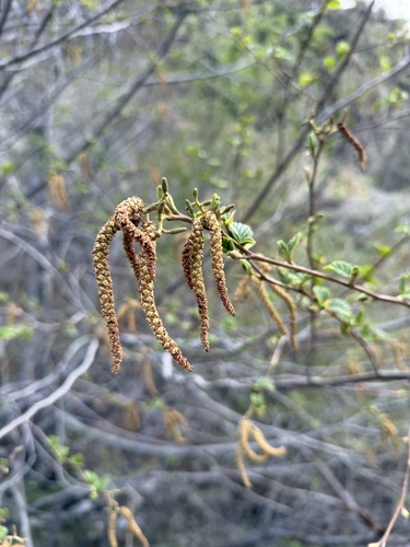 California Alder