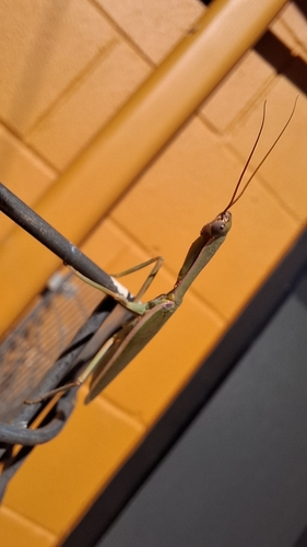 Orthodera marginata