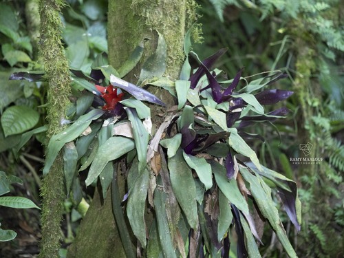 Nidularium albiflorum