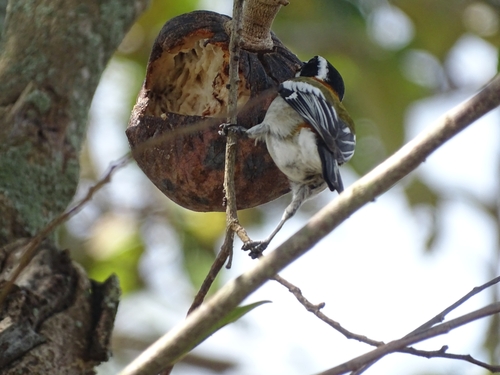 Western Spindalis