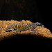 Ornate Round-eyed Gecko - Photo (c) Shreekant Deodhar, all rights reserved, uploaded by Shreekant Deodhar