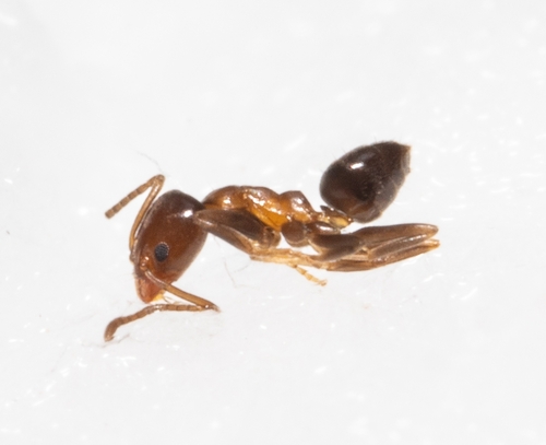 Linepithema gallardoiLinepithema gallardoi