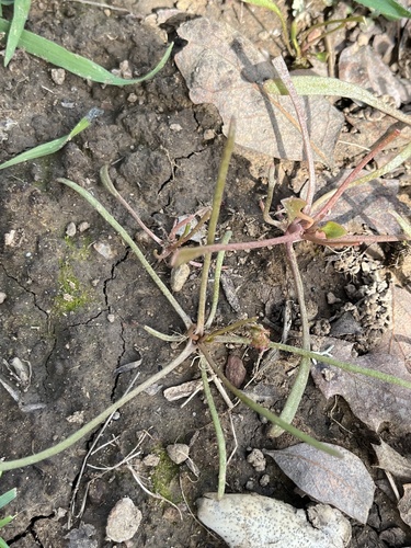 iNaturalist observation photo of Plants