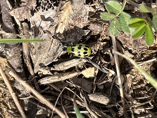iNaturalist observation photo of Spotted Cucumber Beetle
